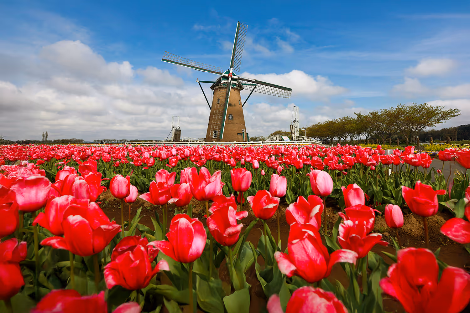 Traditional windmill surrounded by a field of vibrant red tulips under a partly cloudy blue sky.